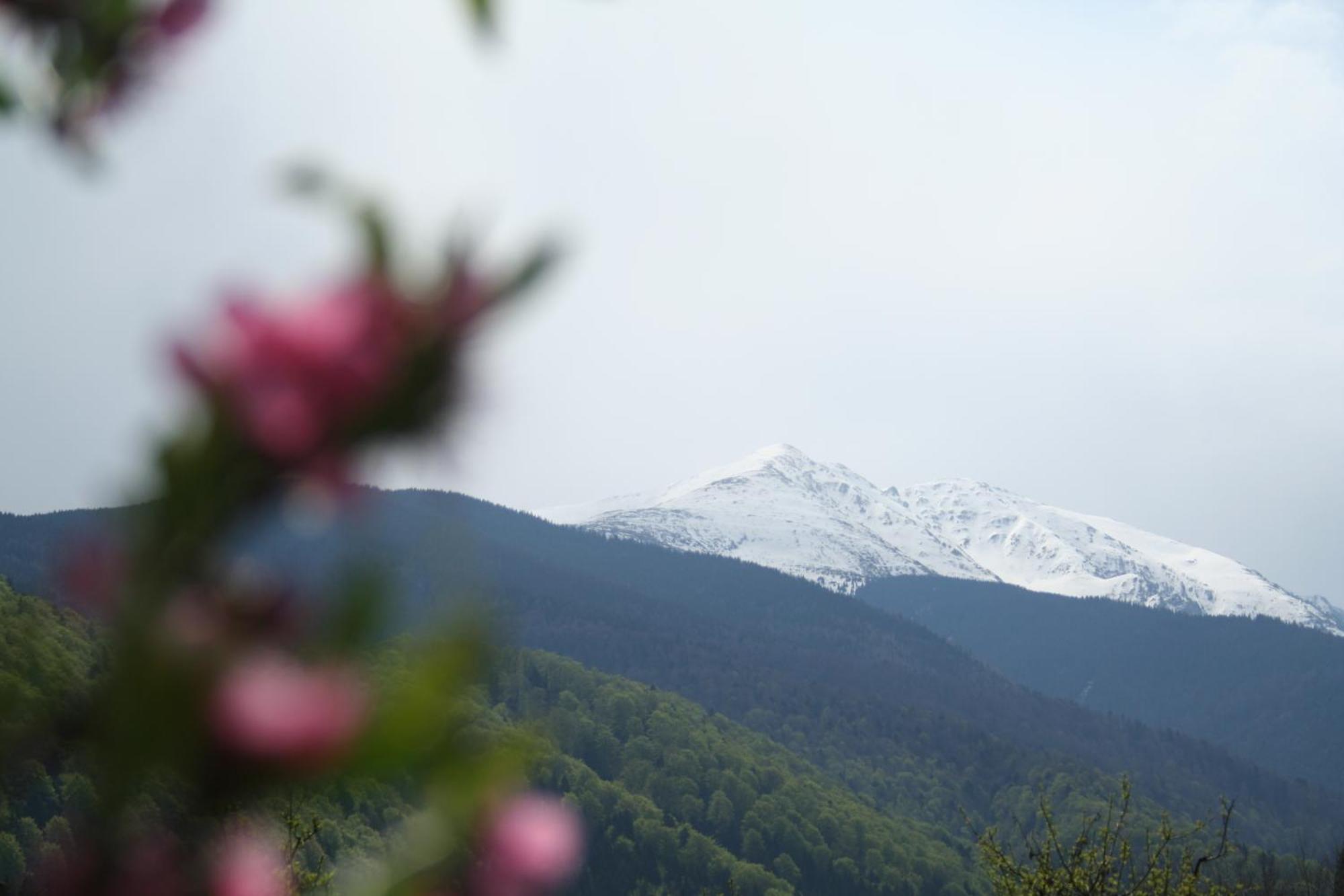 Pension Belmonte Sîmbăta de Sus Buitenkant foto